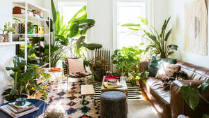 Effective Ways to Spruce Up Your Home With The Help of Plants