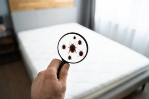 How to identify bedbugs and what to do about them